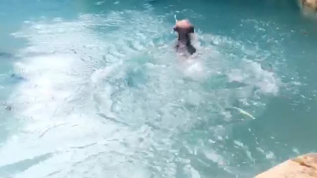 Slowmo small brown dog leaps into pool and starts swimming