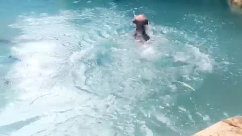 Slowmo small brown dog leaps into pool and starts swimming