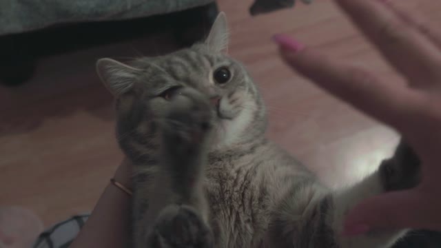 Cute cat funny moment outstanding moment