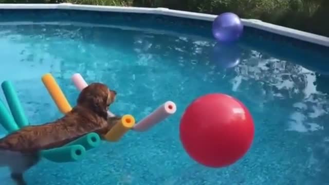 Dog Enjoying a peaceful float in the pool