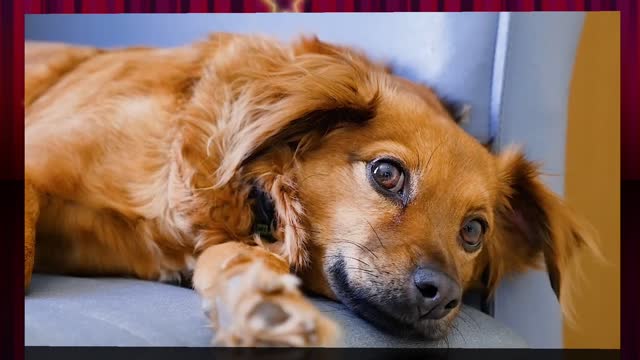 Dog funny video