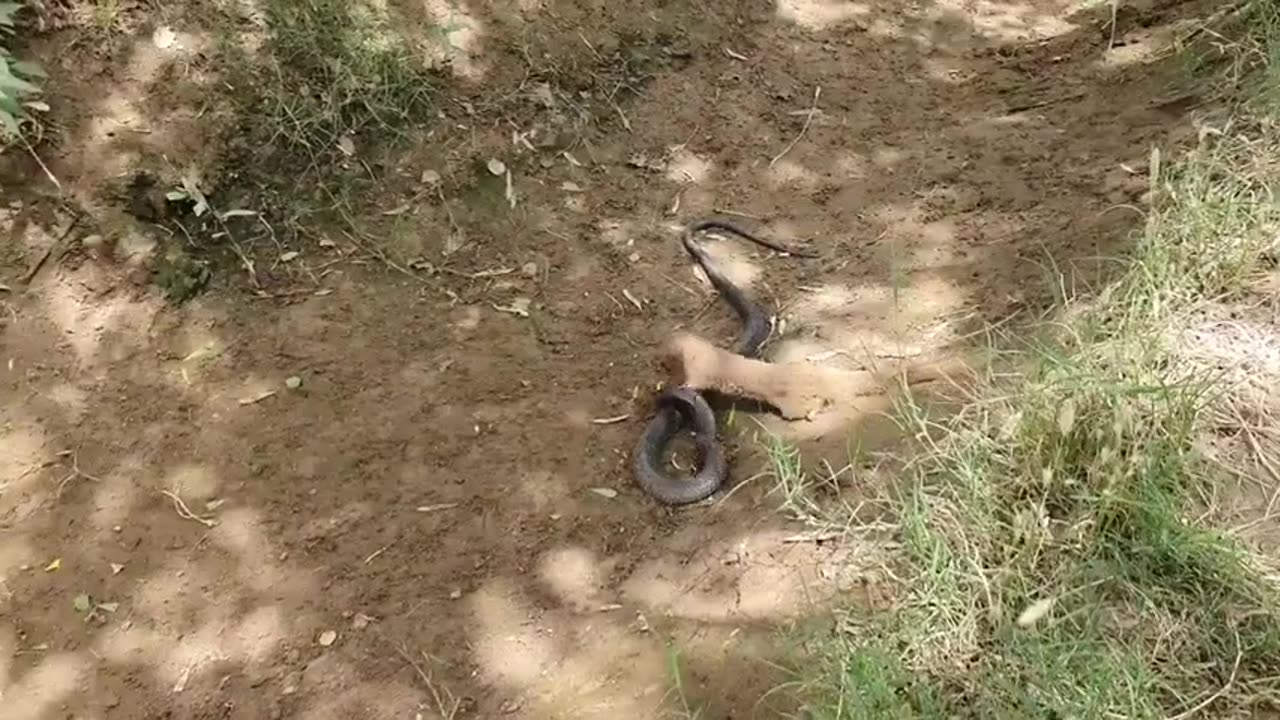 Moongose Vs Black Cobra Real Fight