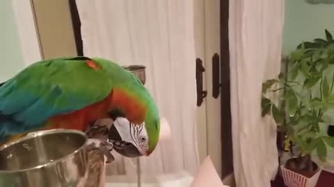 Funny Parrots Going Crazy