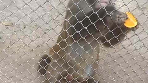 The monkey that wants an orange