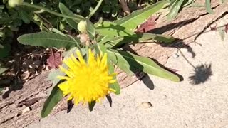 A small yellow flower by the side of the road