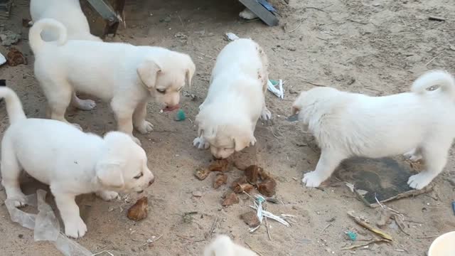 7 little milk dogs of more than 40 days have appetite, but their teeth are not sharp