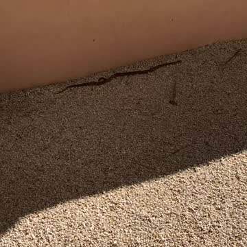 Snake “Walks” In Paradise