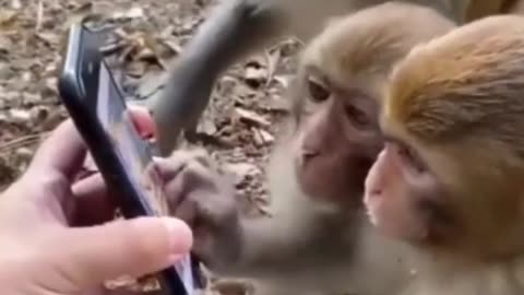 Monkeys Phone