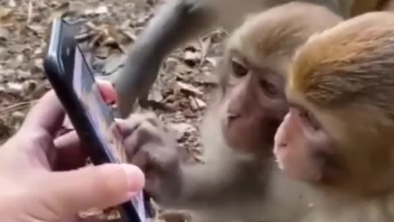 Monkeys Phone