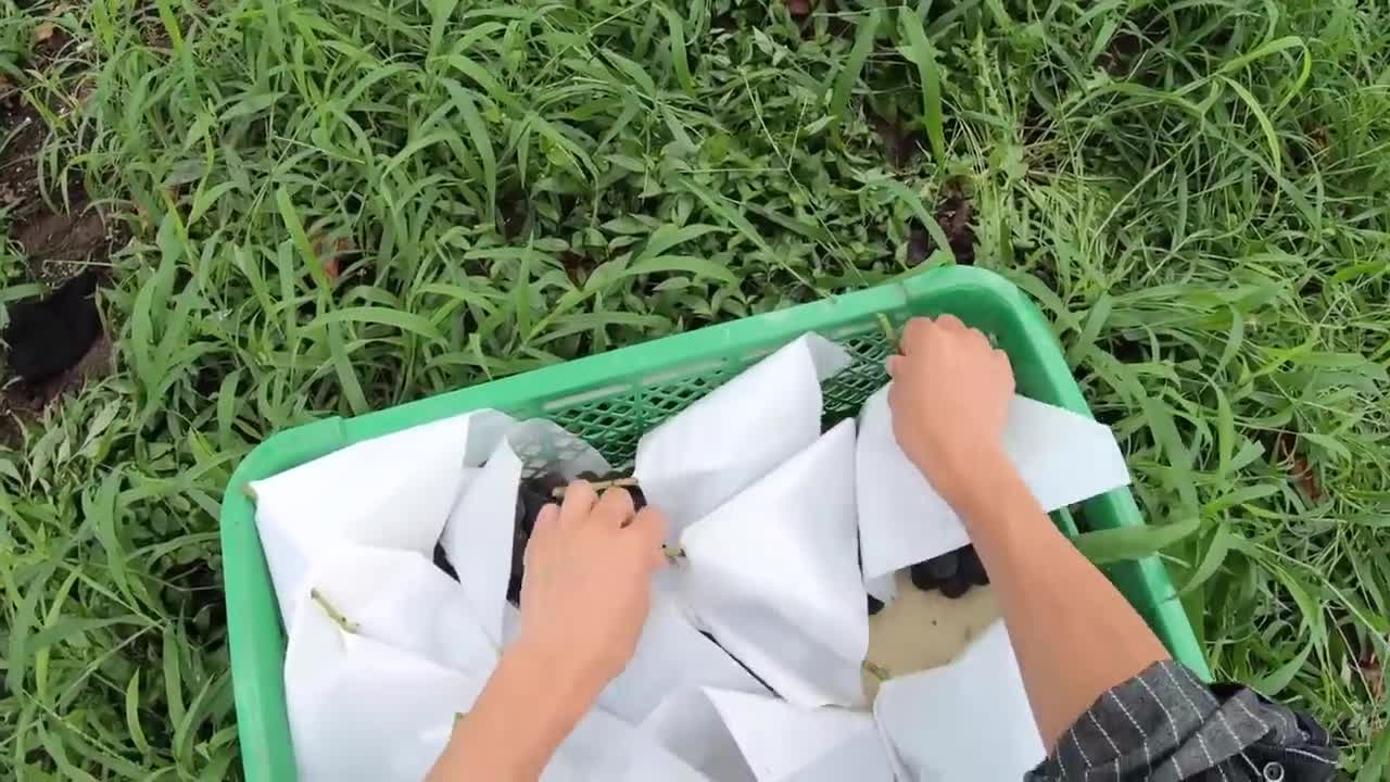 Colorful Japanese Grape Garden - Famous and Expensive Grape Harvest