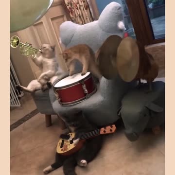 Funniest cat clip - Laugh Until Your Sides Hurt