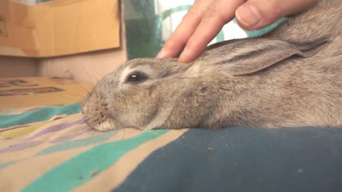 A cute rabbit who likes to touch