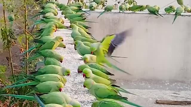 attract Parrots