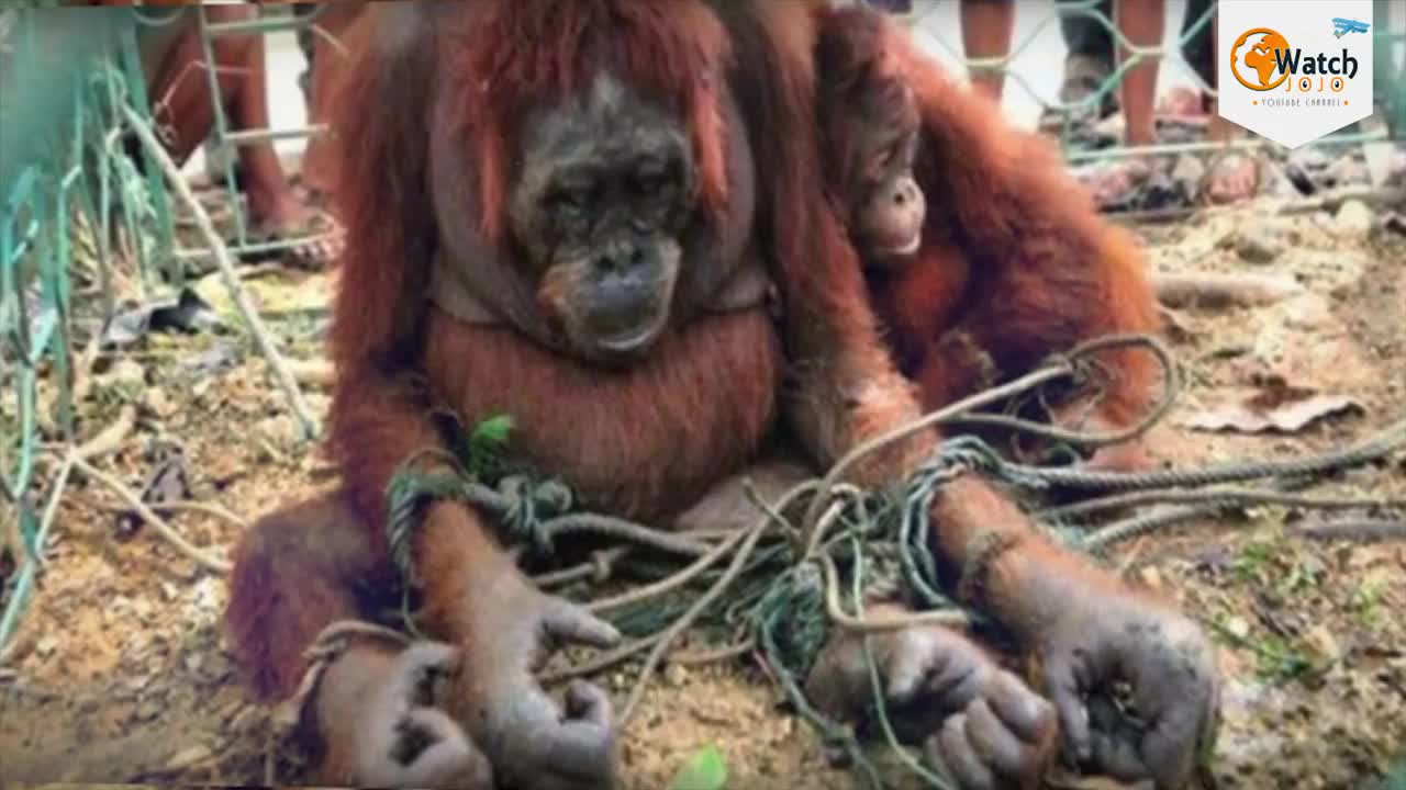 How People Welcomed This Poor Orangutan Mother Will Bring Tears To Your Eyes