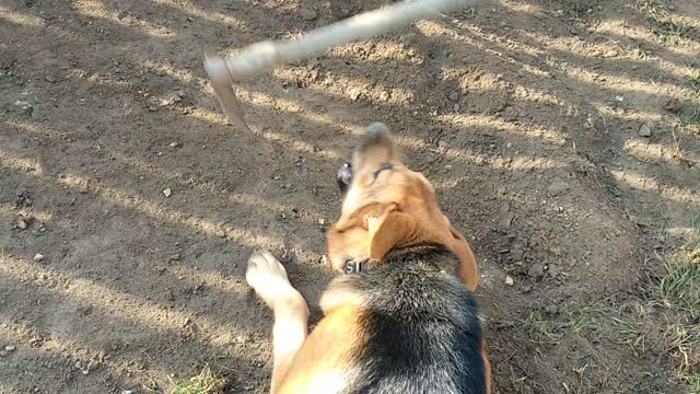 German Shepherd has issues with garden tool