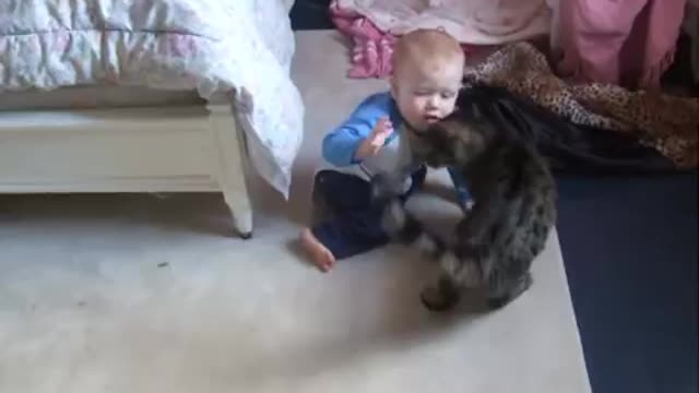 baby's second cat