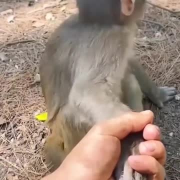 Angry baby monkey bites the hand of an ape.