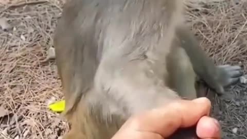 Angry baby monkey bites the hand of an ape.