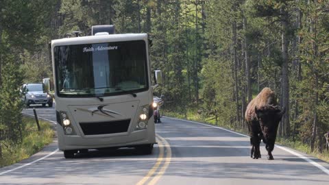 bison footage on the road