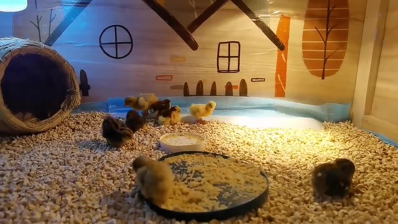 Cute little chick