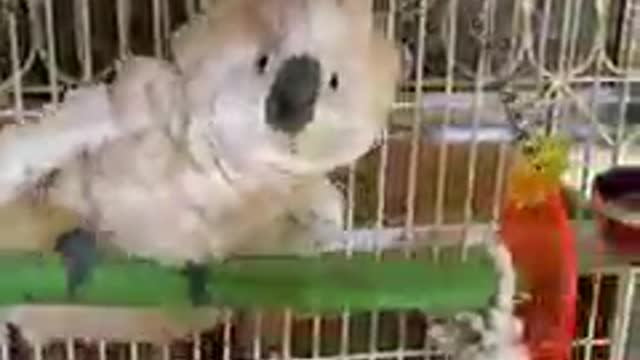 cute parrot so beautiful