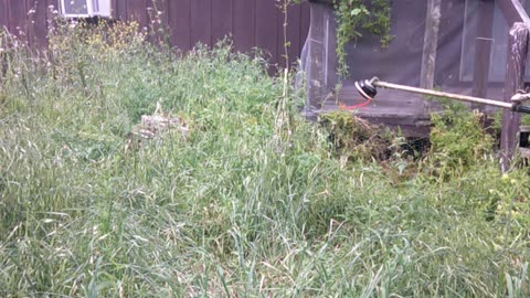 Overgrown vacant house reclaimed