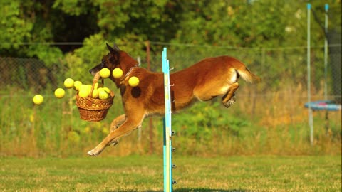 Dog jumper