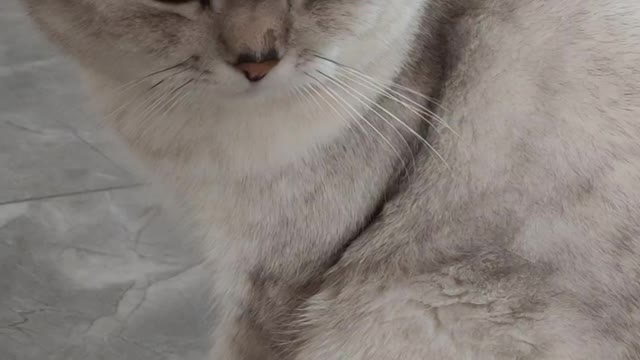 cat
