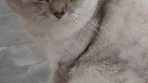 cat