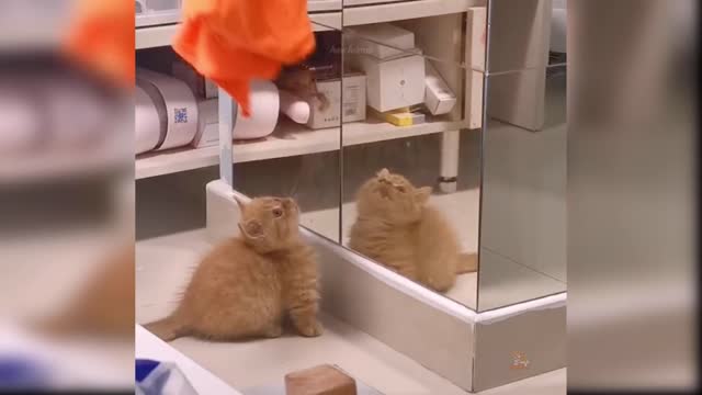 Baby Cats - Cute and Funny Cat Videos Compilation