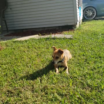 Chilling with my dog in nature