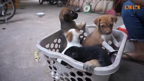 Cute Babies Dogs Funny Caught to Basket 2021