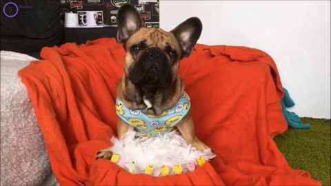 It's to laugh with dog's life