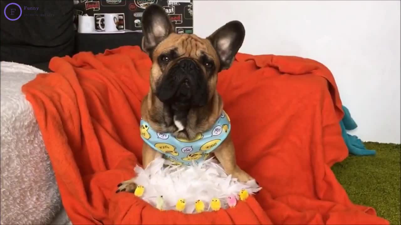 It's to laugh with dog's life
