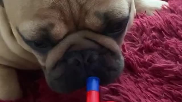 French Bulldog Plays The Toy Trumpet