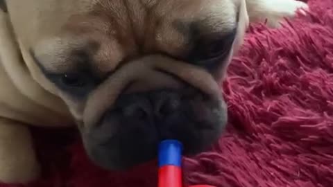 French Bulldog Plays The Toy Trumpet