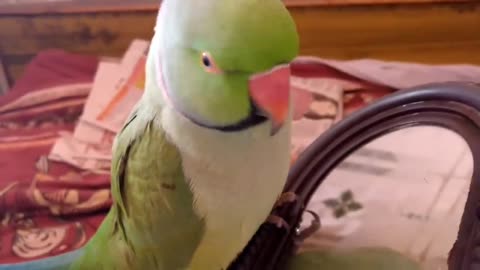 Cute parrot talking everything