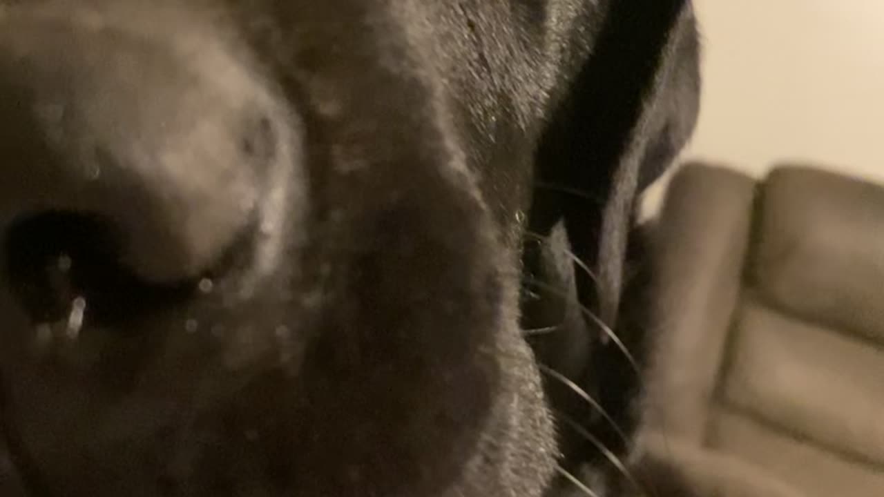 Pupper Caught Being Naughty