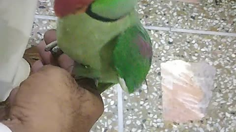 Parrot taking #parrot #green #short #viral #shortvideo