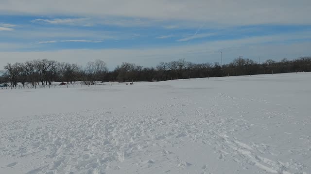 Dogs running in the snow