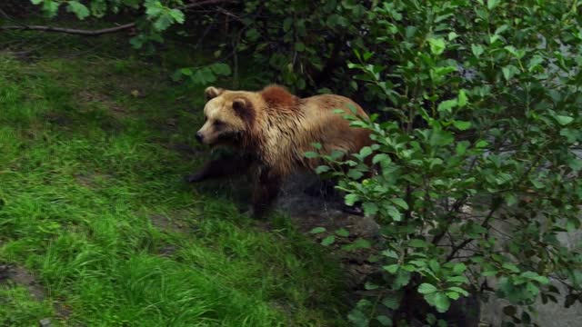 A cute bear swimming