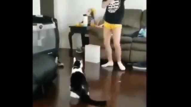 Girl Vs Street Fighter Cat