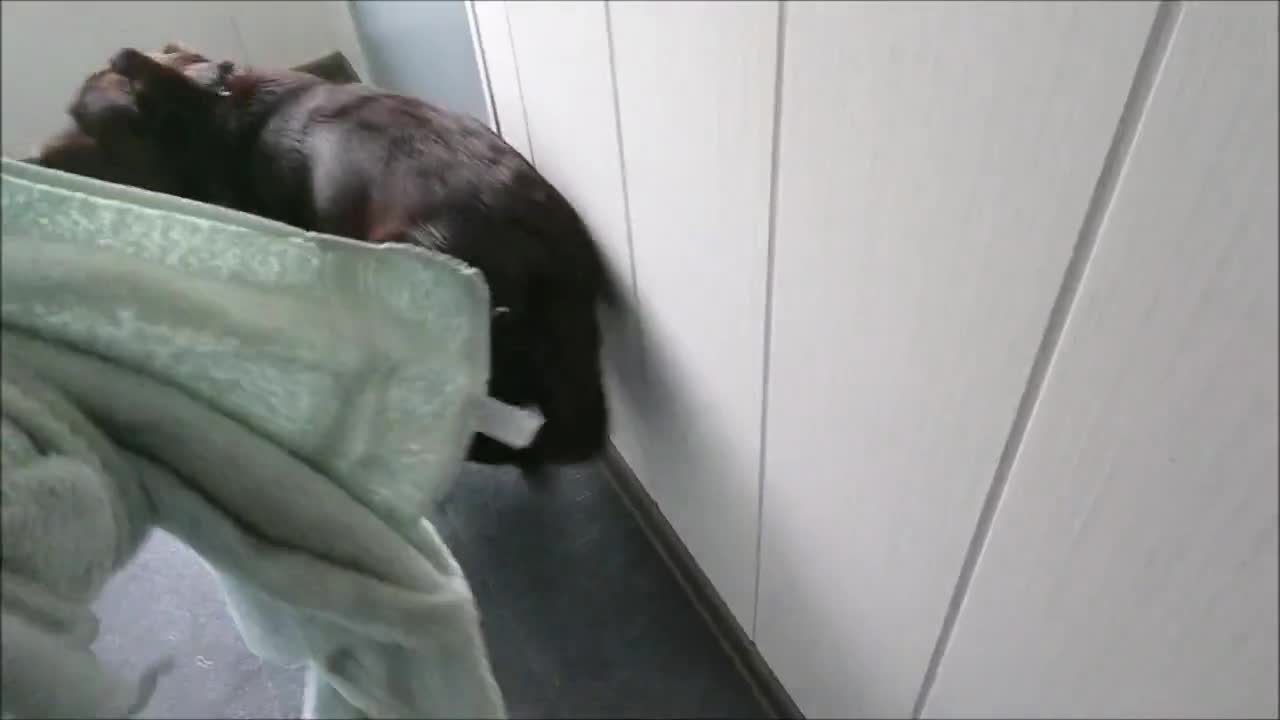 Perro enloquece completamente después de bañarse