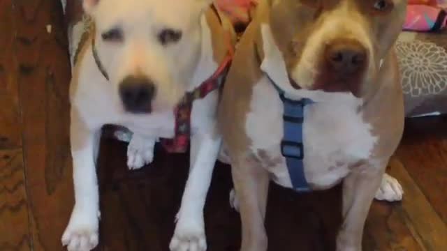 Cutie Dogs Cries Out in Sadness After I have to Leave from home with a Silent Reactions