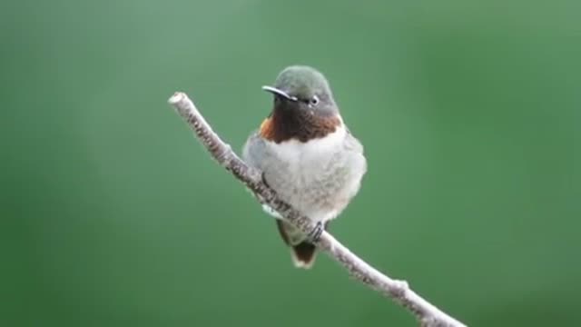 The robin chirping on the branch