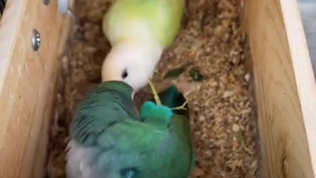 Parrots in a Romantic Mood