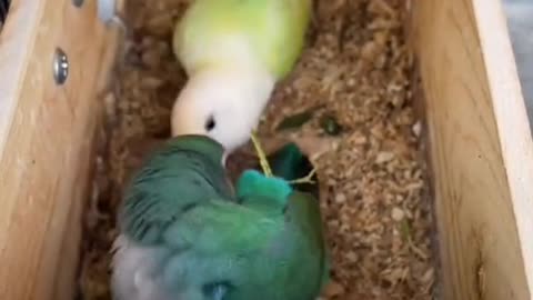 Parrots in a Romantic Mood