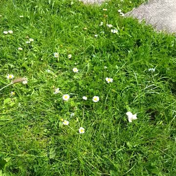 Can confised by a dandelion