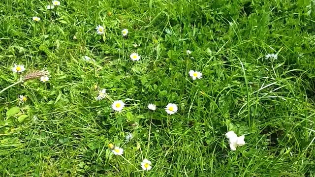 Can confised by a dandelion