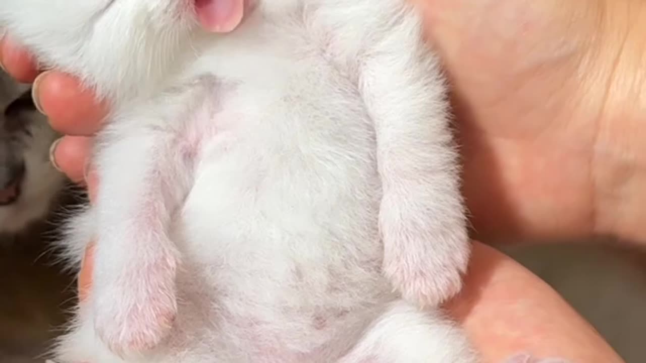 Newly born cat